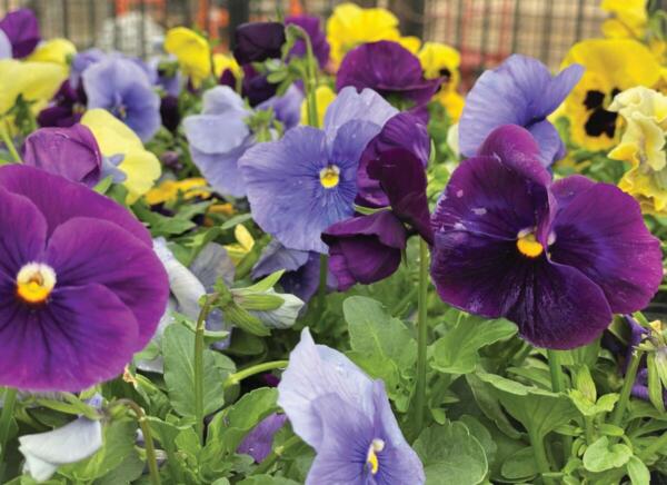 CityEscape Pansies