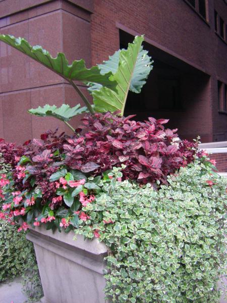 City Planting 001
